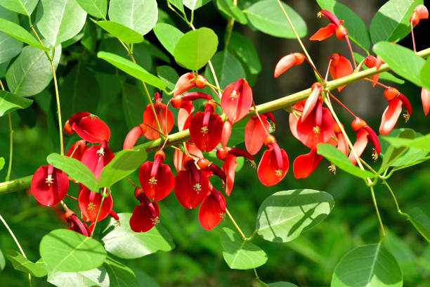 istock Erythrina crista-galli / Coral Tree Flower 1327630118