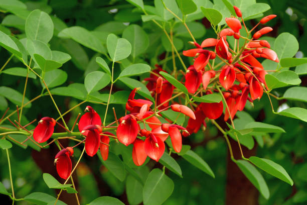 istock Erythrina crista-galli / Coral Tree Flower 1327630241