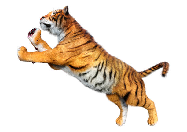 istock 3D illustration big cat tiger on white 1327630270