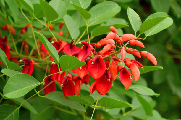 istock Erythrina crista-galli / Coral Tree Flower 1327630310