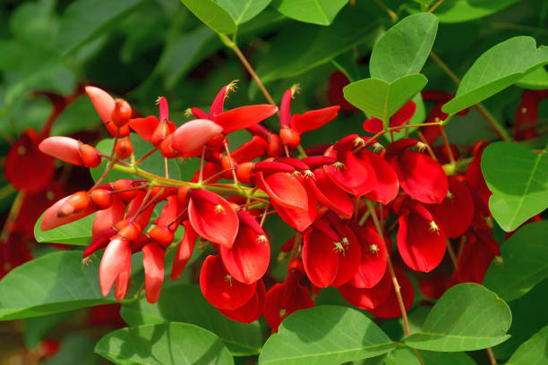 istock Erythrina crista-galli / Coral Tree Flower 1327630355