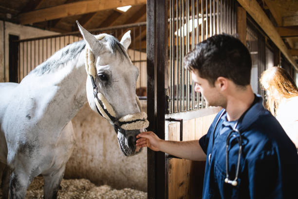 Vet checking horse's health before riding. Vet checking horse's health before riding. vet treating horse stock pictures, royalty-free photos & images