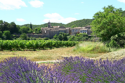 In the Gard region of France, around the village of Montclus, many lavender fields display their magnificent colours and perfume the atmosphere in July. Lavender and lavandin are cultivated for honey, soaps, essential oils, toilet water...