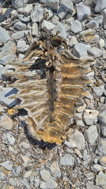 Old shell of a turtle found on the beach.