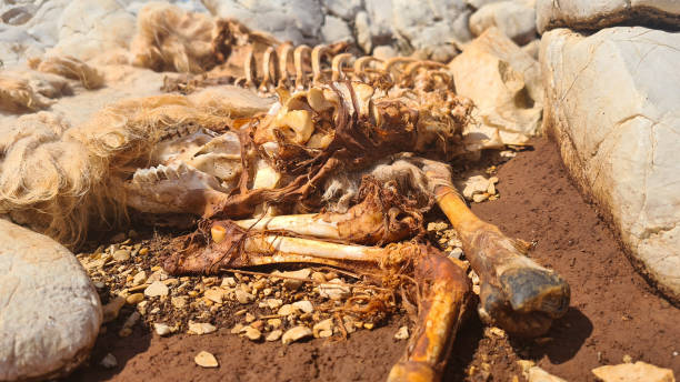 esqueleto de oveja descompuesto en tierra sucia. - animal skull drought animal bone dry fotografías e imágenes de stock