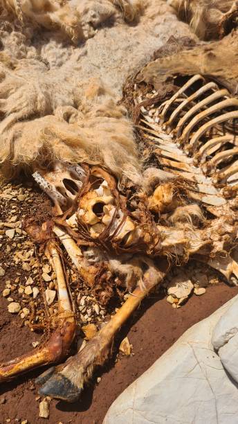 istock Sheep skeleton decomposing on dirty ground. 1327631899
