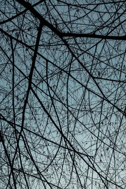 Photo of Small branches criss-cross against the sky