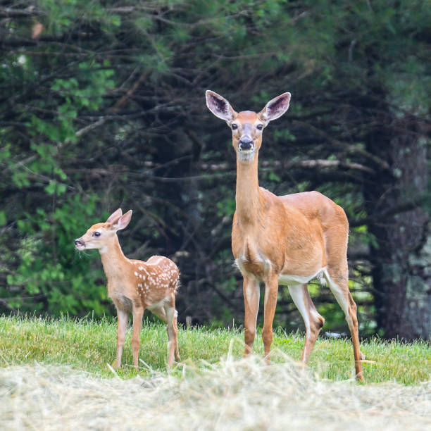 istock Mother deer with fawn 1327632651