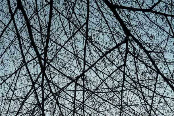 Photo of Small branches criss-cross against the sky