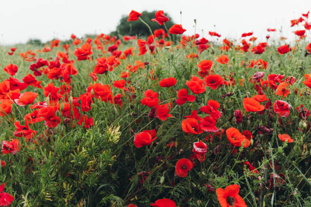 Scenic field with poppy wildflowers during summertime