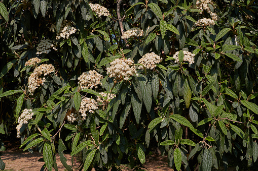 branch close up of Viburnum rhytidophyllum shrub