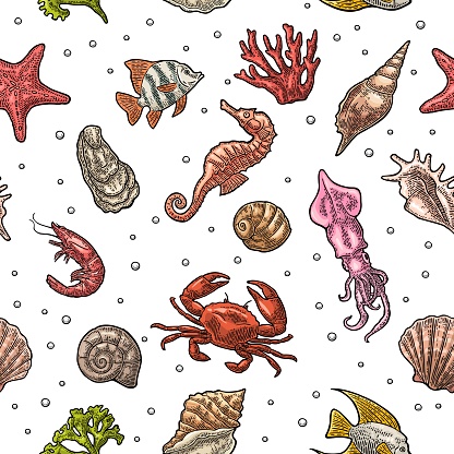 Seamless pattern sea shell, coral, cuttlefish, coral, oyster, crab, shrimp, seaweed, star fish Vector engraving color vintage illustrations Isolated on white background