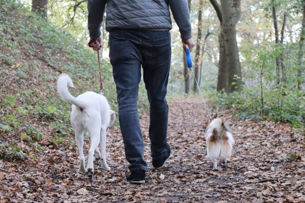 istock Walk in the woods with dogs 1327637155