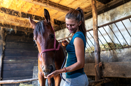Beautiful and dedicated young woman with pony tale taking  care of her horse. She feeds him and takes care of his hygiene