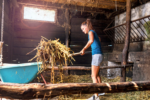 A dedicated young woman cleaning a horse stable with pitchforks. She putting the garbage in the cart.