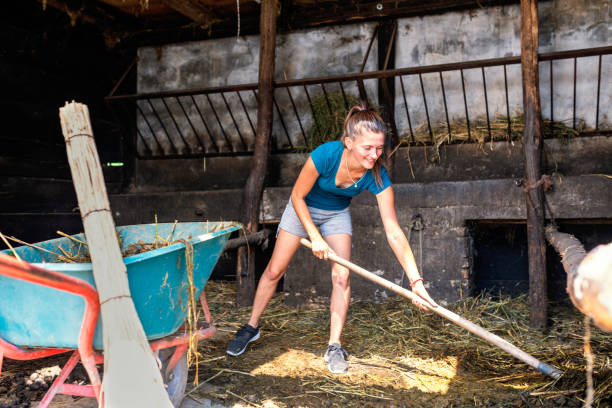istock Young woman cleaning horse stable 1327640023