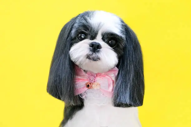 Photo of Grooming. Beautiful well-groomed shitsu dog with a bow.