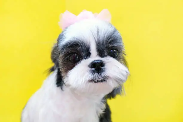 Photo of Grooming. Beautiful well-groomed shitsu dog with a bow.