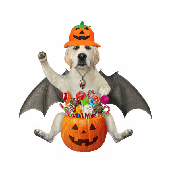 istock Dog labrador with bat wings for halloween 1327640446
