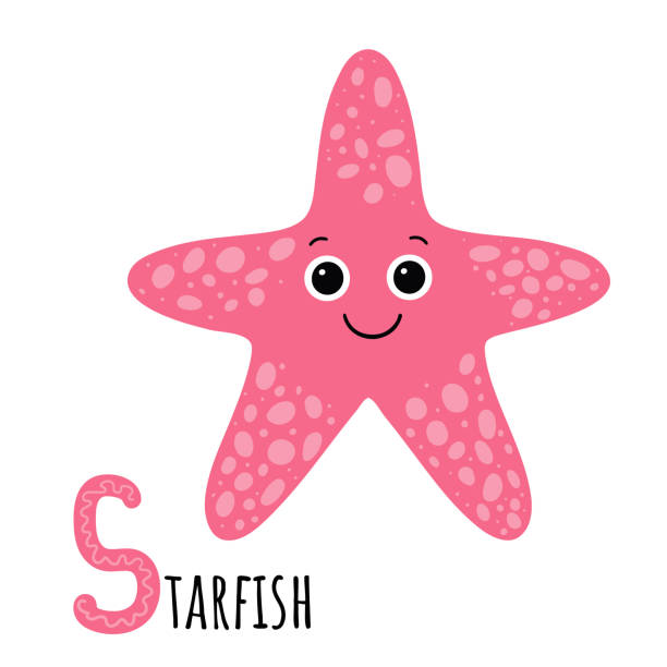 illustrazioni stock, clip art, cartoni animati e icone di tendenza di stella marina con segno. alfabeto animale. s apprendimento delle lettere. stile cartone animato. vettore isolato su sfondo bianco - sea star