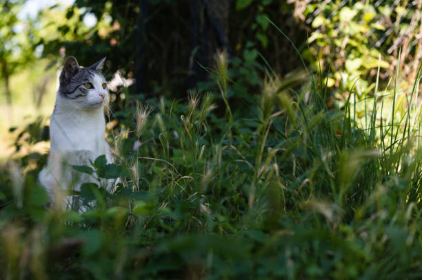 istock Beautiful domestic cat  hiding in grass 1327640468