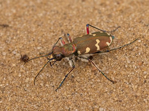 A Big Sand Tiger Beetle on a sandy trail in the Kettle Moraine.