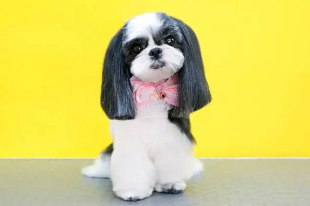 Photo of Grooming. Beautiful well-groomed shitsu dog with a bow.