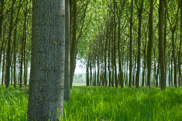 Renewable raw material Poplar Plantation, Renewable resource, trees grown for the extraction of wood, paper and energy. climate crisis photos stock pictures, royalty-free photos & images