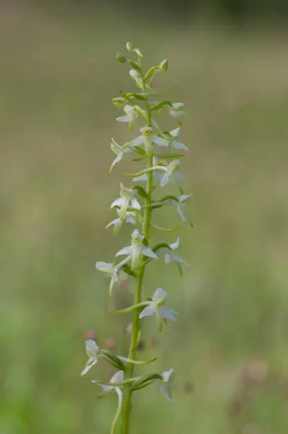 Platanthera bifolia white wild lesser butterfly-orchid flowers in bloom, beautiful meadow flowering orchids plants in green grass