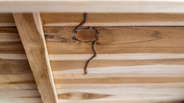 termity jedzą pod deskami półki. - termite wood damaged rotting zdjęcia i obrazy z banku zdjęć