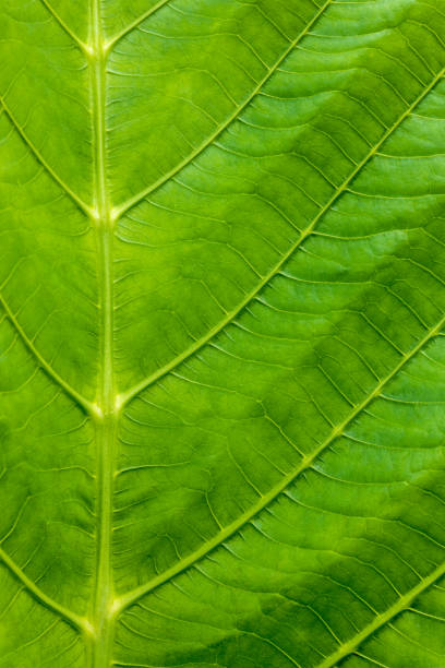 istock Close-up photo of large golden teak leaf pattern texture background. 1327646526