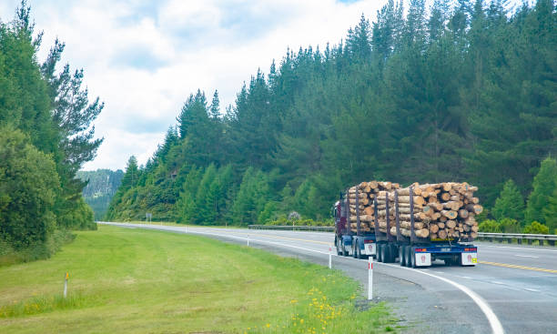 Load of harvested pine logs carried on the trucks to timber mills. stock photo