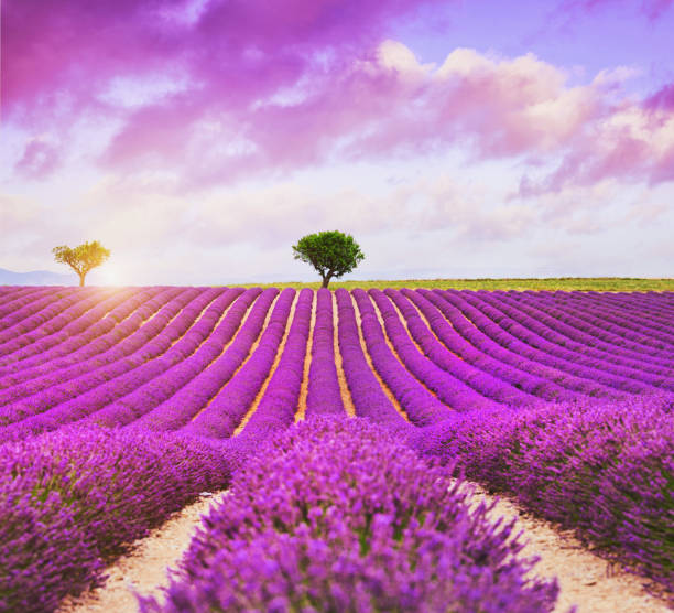 Lavender field - Valensole, United Kingdom Lavender field - Valensole, United Kingdom plateau de valensole stock pictures, royalty-free photos & images