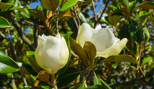 große weiße duftblumen evergreen southern magnolia (magnolia grandiflora) im stadtpark krasnodar. blühende magnolien in der öffentlichen landschaft 'galitsky park' für entspannung und wandern im sonnigen juni - evergreen magnolia stock-fotos und bilder