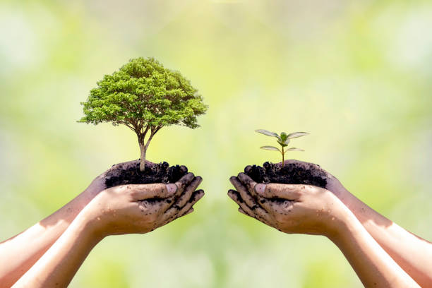 istock Exchange hand holding small tree with hand big tree environmental protection concept 1327648103