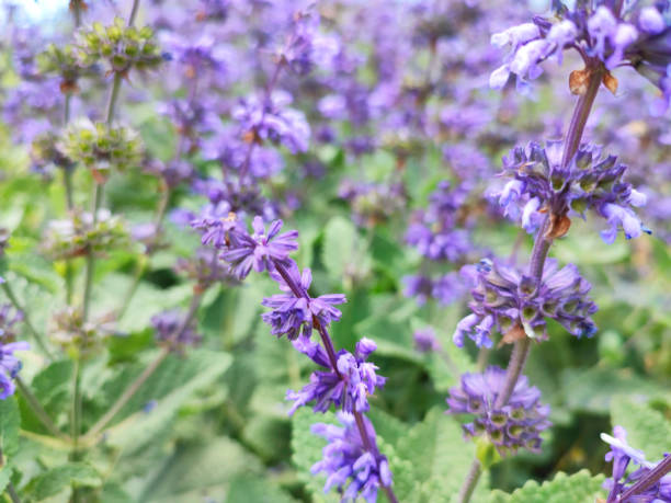 istock Blooming lavender flowers detail 1327648878