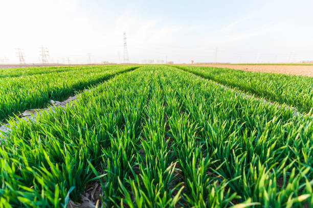 The wheat fields are under the blue sky and white clouds