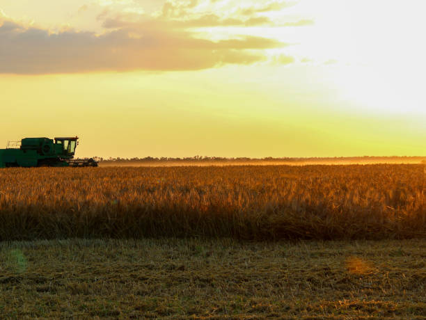 istock Harvester on a hot evening in a wheat field 1327650579