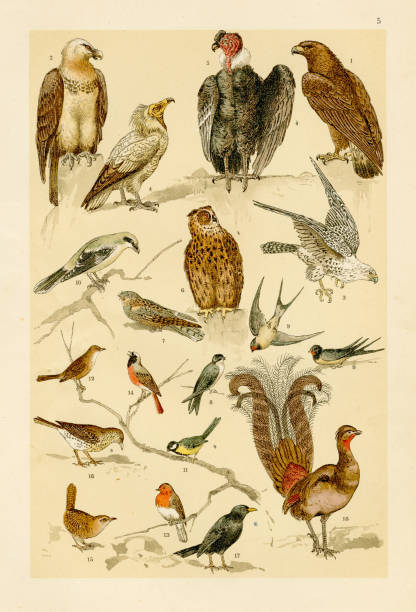 istock Birds, eagle, vulture, owl, falcon, harpy, crow chromolithograph engraving 1895 1327651504