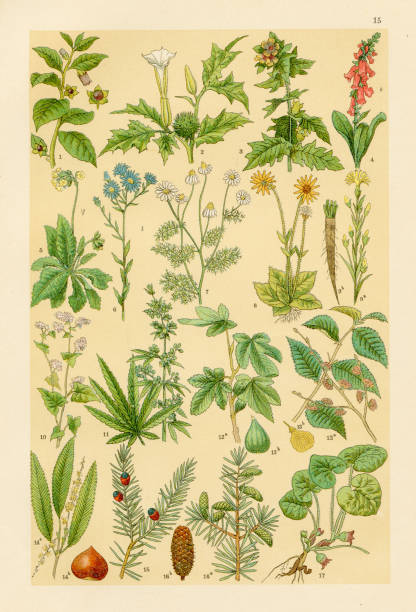 istock Plants, crops, flowers, cannabis chromolithograph engraving 1895 1327651559