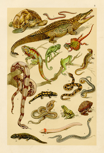 Naturgeschichte für die Jugend by Hermann Wagner - Wagners natural history for the youth 1895