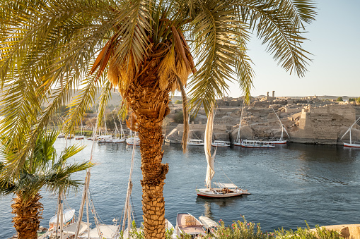 Beautiful nature (palm trees, grass, hills, sand) of the coastline of the Nile river part called First Cataract, Aswan, Egypt