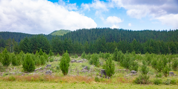 Radiata Pine harvesting, logging and replanting for New Zealand forestry industry