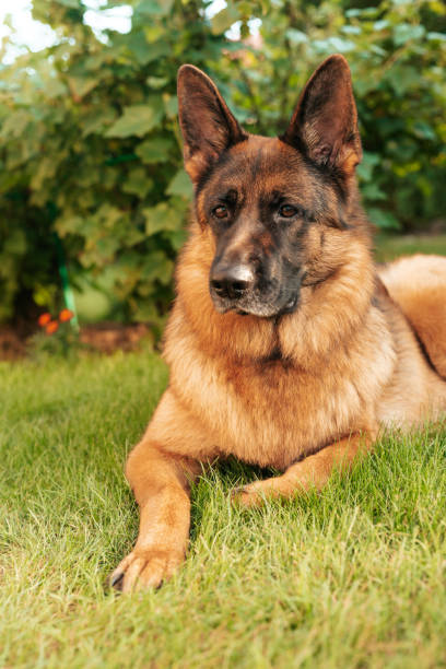 istock Portrait of a German shepherd in a garden. 1327653396
