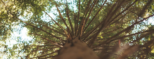 Old tree in the forest, sustainable ecosystem. Harmony with nature.