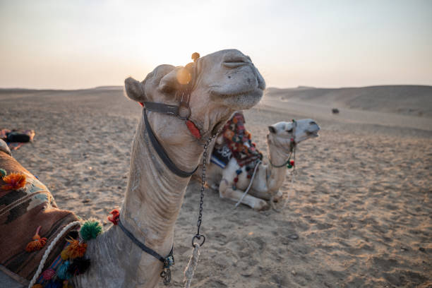istock Camels lying in the desert at sunset 1327654967