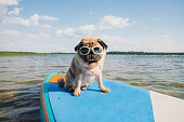 istock it's a paddle board time! 1327654972