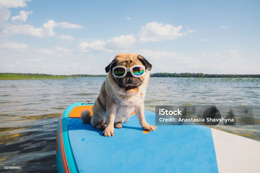 it's a paddle board time! Small cute dog pug breed in funny sunglasses paddleboarding by SUP board at the lake during summertime Dog Stock Photo