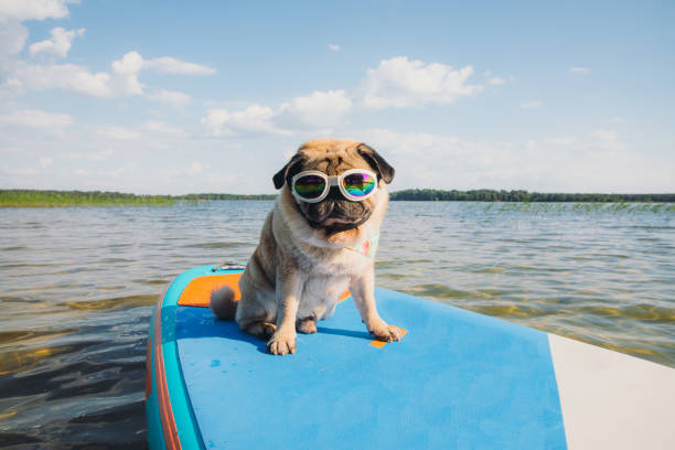 it's a paddle board time! Small cute dog pug breed in funny sunglasses paddleboarding by SUP board at the lake during summertime weekend activities photos stock pictures, royalty-free photos & images