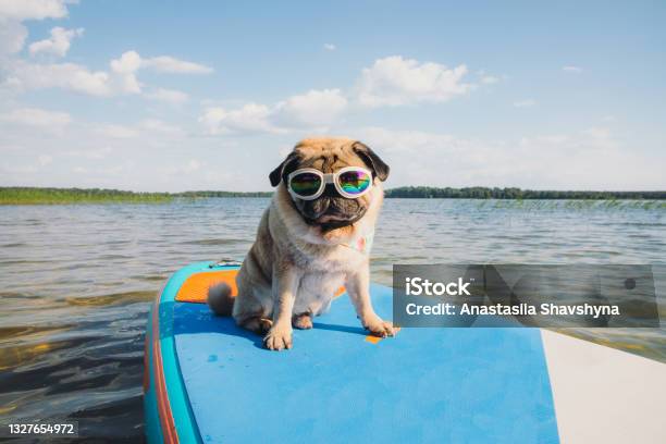 Its A Paddle Board Time Stock Photo - Download Image Now - Dog, Summer, Paddleboard